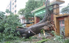 Nghệ An: Cây xanh, mái tôn đổ la liệt sau bão số 5