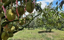 Cổ phiếu Hoàng Anh Gia Lai tăng vọt, con trai bầu Đức chi tiền tỉ gom vào