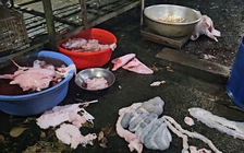 TP.HCM: Lò mổ heo lậu bị công an bắt vẫn ngang nhiên hoạt động giữa ban ngày