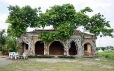 Độc đáo đình cổ được 'ôm ấp' bởi 2 cây bồ đề trăm tuổi ở Đồng Tháp