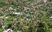 Sâu đầu đen tàn phá, dừa chết hàng loạt khiến người dân lo lắng