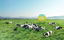 Lạ lùng Thái Lan sang Việt Nam mua bò sữa