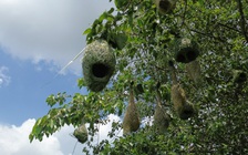 Kỳ thú hồ Trị An: Hàng trăm tổ chim rồng rộc treo lủng lẳng như 'đèn lồng'
