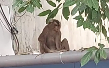 Kiểm lâm bắn gây mê khỉ 6,5 kg quậy phá khu dân cư