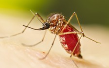 Trung Quốc khôi phục biện pháp thời Covid-19 chống dịch chikungunya, Mỹ khuyến cáo đi lại