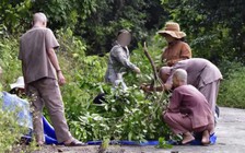 Đà Nẵng: Xử phạt nhóm người chặt nho rừng ở bán đảo Sơn Trà