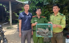 Quảng Ngãi: Thả 3 con diều hâu quý hiếm về rừng