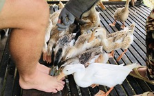 Độc đáo 'massage vịt' ở xứ cồn miền Tây