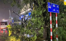 Đà Nẵng: Cây xanh bật gốc giữa phố, đè trúng xe máy trong mưa lớn