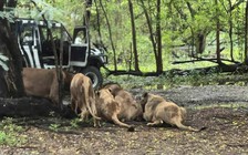 Kinh hoàng nhân viên sở thú bị bầy sư tử cắn chết trước mặt du khách