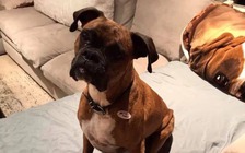 Một phụ nữ Mỹ bị truy tố vì đăng ký cho chó tham gia bầu cử