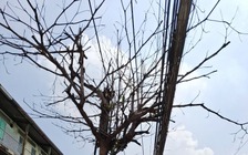 Cây chết khô chưa được xử lý