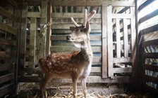 Về 'thủ phủ' nuôi hươu sao