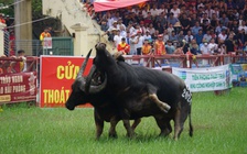 Lễ hội chọi trâu Đồ Sơn 2025 sẽ không bán vé