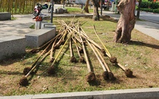 Hà Nội nhổ bỏ hàng loạt cây trúc 'chết đứng' bên hồ Trúc Bạch