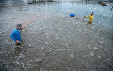 Cà Mau siết chặt truy xuất nguồn gốc, nâng chuẩn thủy sản xuất khẩu