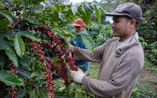 Giá cà phê tăng kỷ lục tại Mỹ, doanh nghiệp Việt có hưởng lợi?