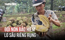 Đội nón bảo hiểm trong vườn sầu riêng, gom từng trái rụng giữa nỗi lo ế ẩm