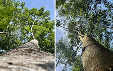 Cú hích cho tương lai rừng gỗ lớn Việt Nam