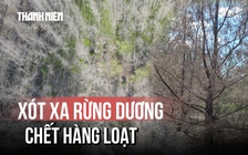 Rừng dương ven biển Gia Lai chết hàng loạt