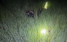 Gia Lai: 2 người tử vong bất thường trên ruộng, nghi bị điện giật