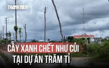 Hàng loạt cây xanh tại dự án đường hơn 370 tỉ đồng chết như củi khô