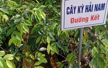 Trồng kỳ hải nam thu tiền tỉ, thật hay 'lùa gà'?