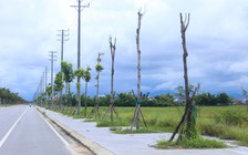 Hàng loạt cây xanh tại dự án đường hơn 370 tỉ đồng ở Huế chết khô