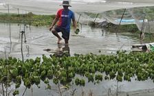 Mưa lớn gây ngập hàng ngàn mét vuông rau màu ở TP.HCM, nông dân thiệt hại nặng