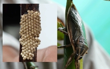 Khởi nghiệp nuôi cà cuống bán trứng 100.000 đồng/ổ