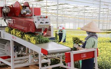 Mua Lynch Group, Dalat Hasfarm trở thành công ty hoa tươi hàng đầu thế giới