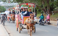 Cấp giấy chứng nhận Hợp tác xã cho dịch vụ xe ngựa Đà Lạt