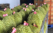 Xuất khẩu rau quả tăng vọt, đạt kỷ lục 1,3 tỉ USD chỉ trong 20 ngày