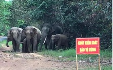 Cấp thiết bảo tồn voi