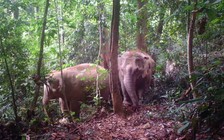 Cấp thiết bảo tồn voi: Ngăn chặn suy giảm số lượng và quần thể