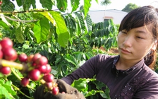Giá cà phê biến động mạnh, tuần này có giảm tiếp?