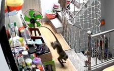 Kiểm lâm bắn gây mê khỉ nặng hơn 8 kg vào nhà dân quậy phá