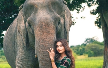 'Hoa hậu' voi H’Tâu với đôi mắt biết nói chinh phục du khách Tây nguyên