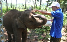 Cấp thiết bảo tồn voi: Nỗ lực tìm voi con 'nhân tạo'