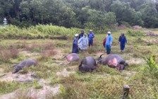 Quảng Trị: 3 vụ tai nạn điện trong mưa bão, 2 người tử vong