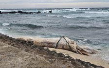 Xác cá voi dài 10 m trôi dạt vào bờ biển Lý Sơn