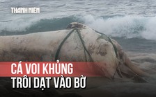 Xác cá voi ‘khủng’ trôi dạt vào bờ biển Lý Sơn