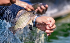 Mỹ nhập cá rô phi Việt Nam tăng 359%