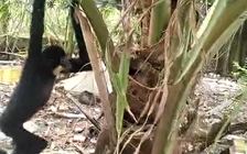 Phát hiện vượn quý trong vườn, người dân báo kiểm lâm