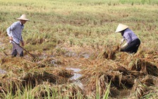 Nước mắt nông dân rơi sau bão