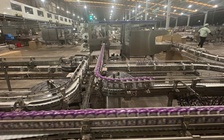 Gia Lai sẽ trở thành 'thiên đường bò sữa' mới?