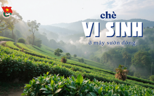 Cùng sống xanh số 123: Đang bán hơn 1 tấn chè/ngày thì nghỉ kinh doanh đi trồng chè bằng vi sinh IMO