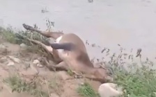 Đắk Lắk: Mưa lớn, nước lũ cuốn trôi gia súc của người dân