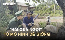 Người dân miền núi Quảng Trị 'hái quả ngọt' từ mô hình dê giống khởi nghiệp