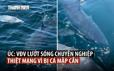 Cá mập cắn chết người lướt sóng ở bãi biển Úc